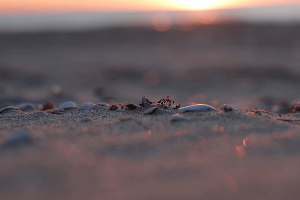 Dayana Beach Shells FastComet