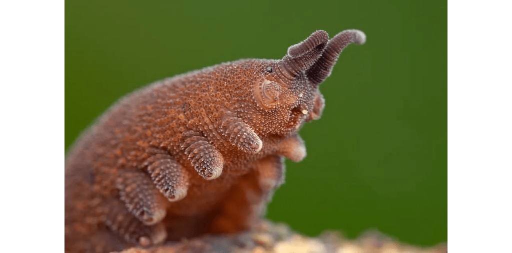 Dayana Velvet Worm FastComet