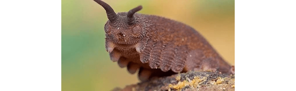 Dayana Velvet Worm FastComet